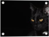 WallClassics - Tuinposter – Zwarte Kat met Zwarte Achtergrond - 40x30 cm Foto op Tuinposter  (wanddecoratie voor buiten en binnen)