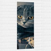 WallClassics - Muursticker - Grijze Poes met Hangende Oren - 40x120 cm Foto op Muursticker