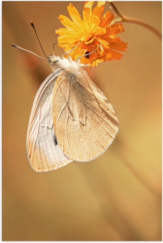 WallClassics - Poster (Mat) - Witte Vlinder op Oranje Bloem - 70x105 cm Foto op Posterpapier met een Matte look