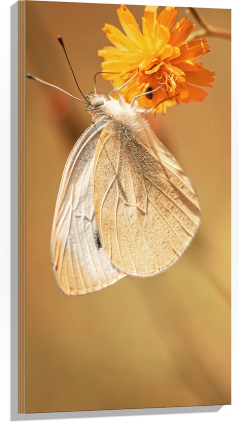 WallClassics - Hout - Witte Vlinder op Oranje Bloem - 50x100 cm - 12 mm dik - Foto op Hout (Met Ophangsysteem)