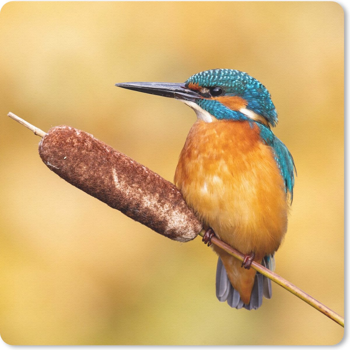 Muismat 30x30 cm - Mousepad IJsvogel - Natuur - Vogel - Muismatten