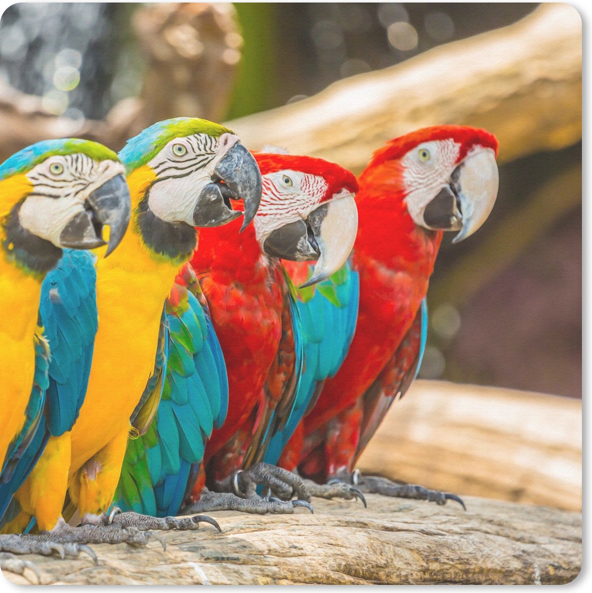 Muismat 30x30 cm - Mousepad Vogels - Papegaai - Tropisch - Natuur - Muismatten