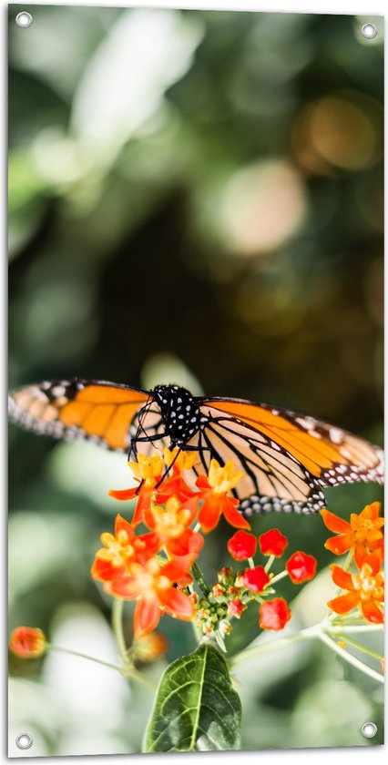 WallClassics - Tuinposter – Oranje met Zwarte Vlinder op Oranje Bloem - 50x100 cm Foto op Tuinposter  (wanddecoratie voor buiten en binnen)
