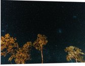 WallClassics - Panneau en mousse PVC – Arbres dans la nuit sous un ciel étoilé – Photo 100 x 75 cm sur panneau en mousse PVC