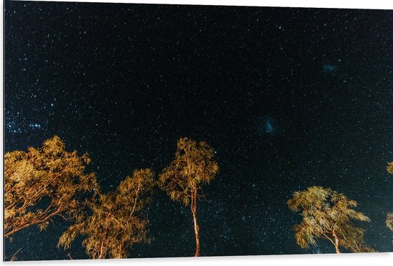 WallClassics - Dibond - Bomen in de Nacht onder Sterrenhemel - 105x70 cm Foto op Aluminium (Met Ophangsysteem)