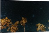 WallClassics - Panneau en mousse PVC – Arbres dans la nuit sous un ciel étoilé – Photo 120 x 80 cm sur panneau en mousse PVC