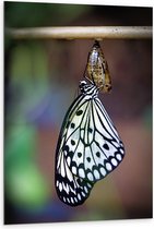 WallClassics - Dibond - Zwart met Witte Vlinder komt uit Cocon - 80x120 cm Foto op Aluminium (Met Ophangsysteem)