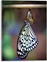 WallClassics - Acrylglas - Zwart met Witte Vlinder komt uit Cocon - 30x40 cm Foto op Acrylglas (Met Ophangsysteem)
