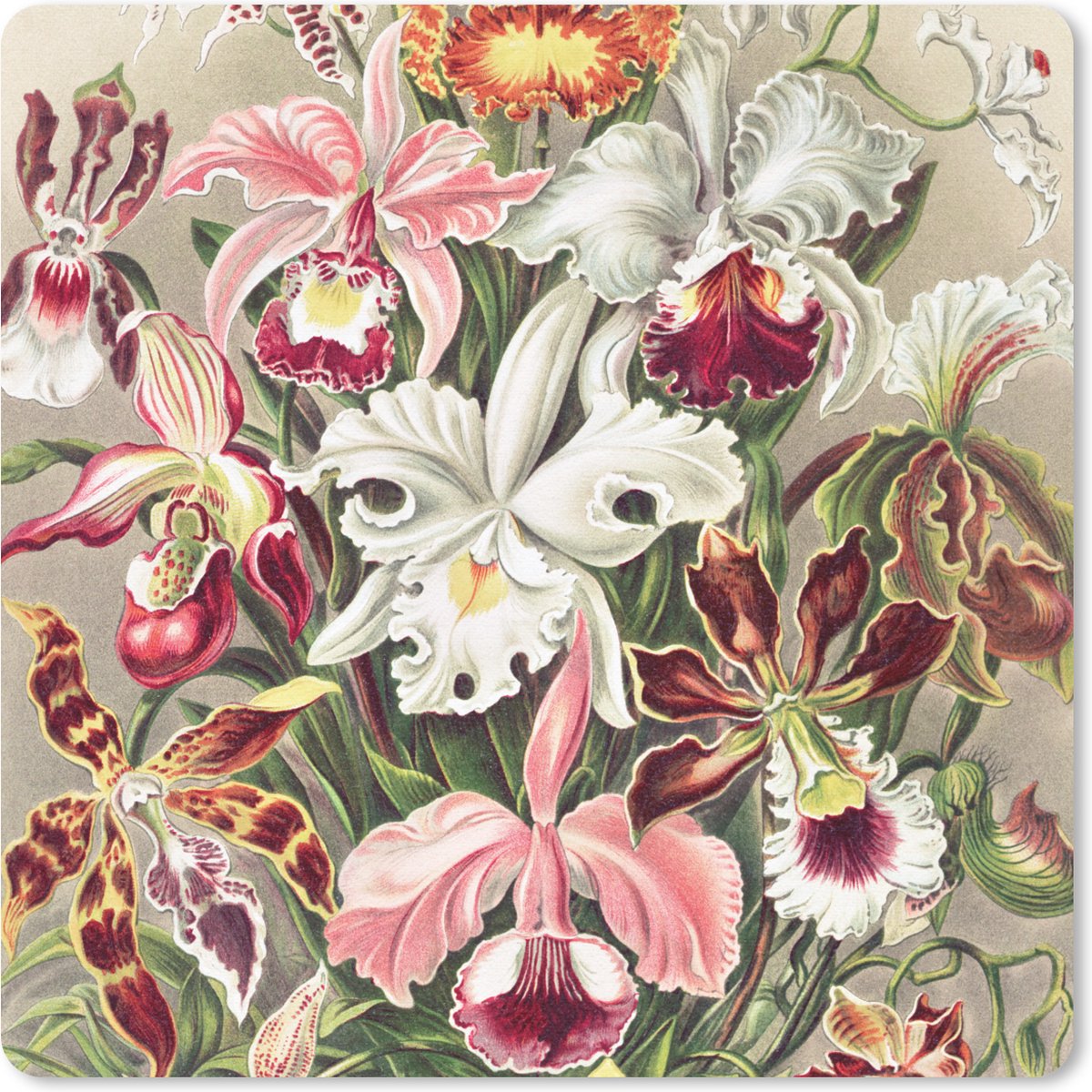 Muismat 30x30 cm - Mousepad Bloemen - Ernst Haeckel - Vintage - Orchidee - Muismatten