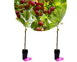 Set van 2 kerspruim - Prunus Cerasifera Myrobalaan - Hoogte 60cm - 9cm pot
