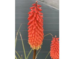 6 x Kniphofia 'Alcazar' - Vuurpijl, Fakkelelie - pot 9 x 9 cm