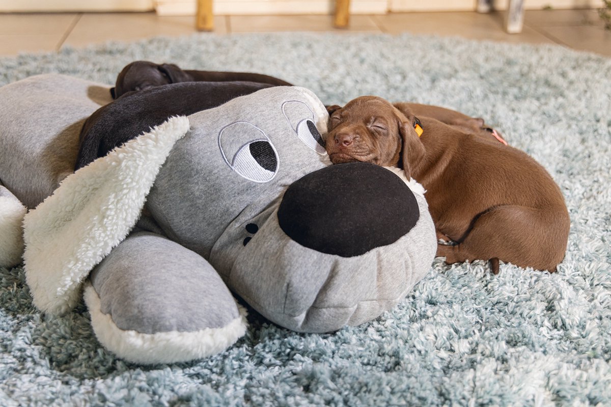 Beeztees Puppy Boomba XL - Puppy Speelgoed - Puppyknuffel - Hondenspeelgoed - Grijs - 70x40x21 cm thumbnail 3