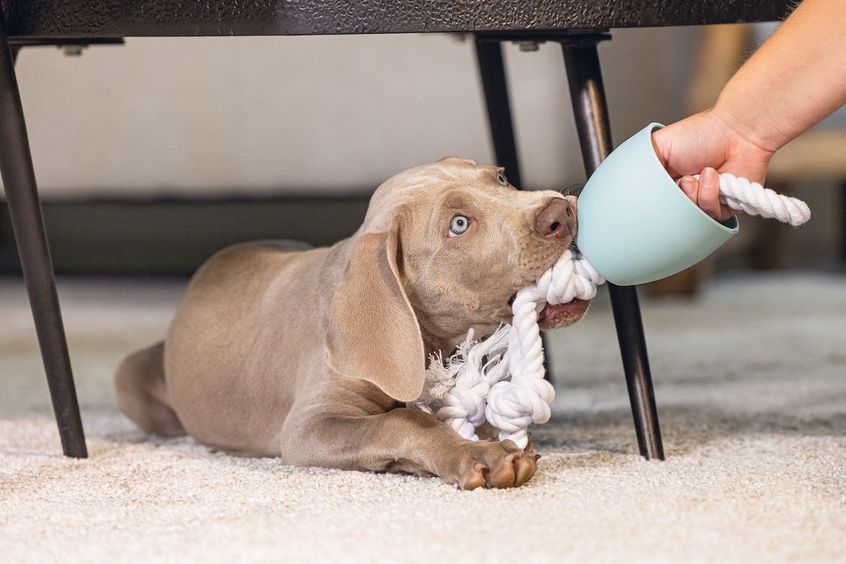 LG Beeztees Puppy Pullina - Flostouw met beschermkap thumbnail 4