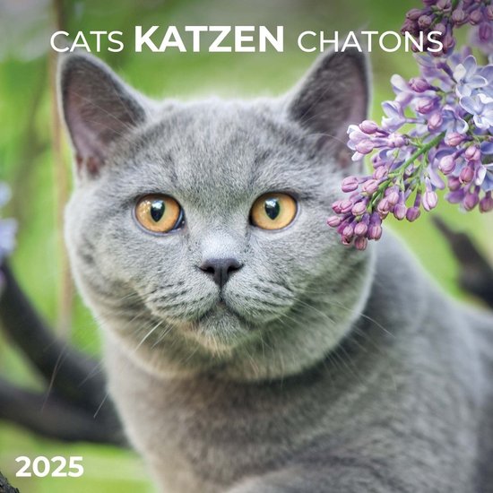 Foto: Katten kalender 2025