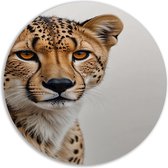 Assiette murale guépard - Cercle mural Animaux - Peinture ronde Fourrure - Décoration murale classique - Échelle murale - Décoration murale murale cercle mural forex 60x60 cm