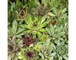 Vetplant zaden - Huislook (Sempervivum hybride)