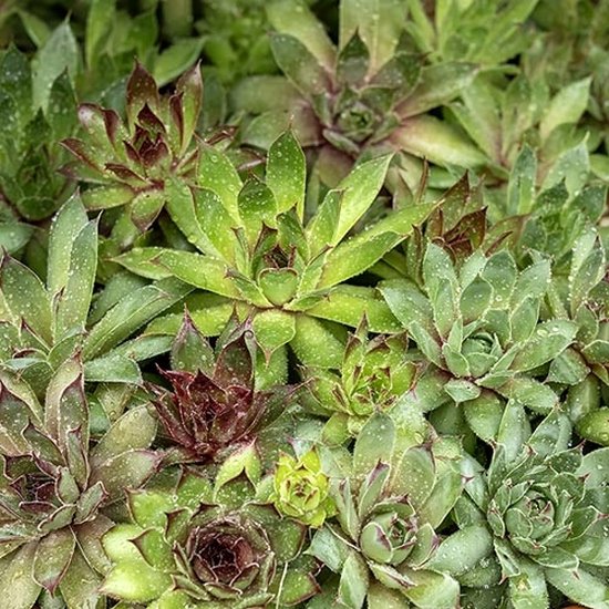 123zaden Vetplant zaden - Sempervivum hybride - Huislook - Winterhard