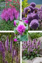 Bulbs by Brenda - Bijen en vlinder vaste planten pakket paars - 9 stuks - 5 soorten - allium - astilbe - stachys - liatris - monarda
