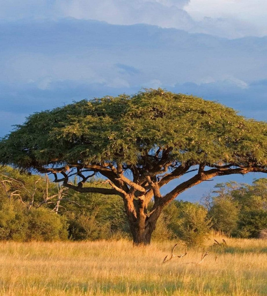 Fotobehang - Acacia Tree 225x250cm - Vliesbehang