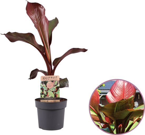 Ensete Maurelli bananenboom kopen