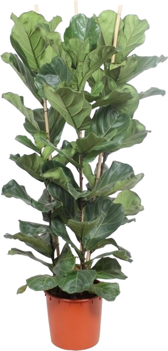 Ficus Lyrata struik - 180 cm - ø34