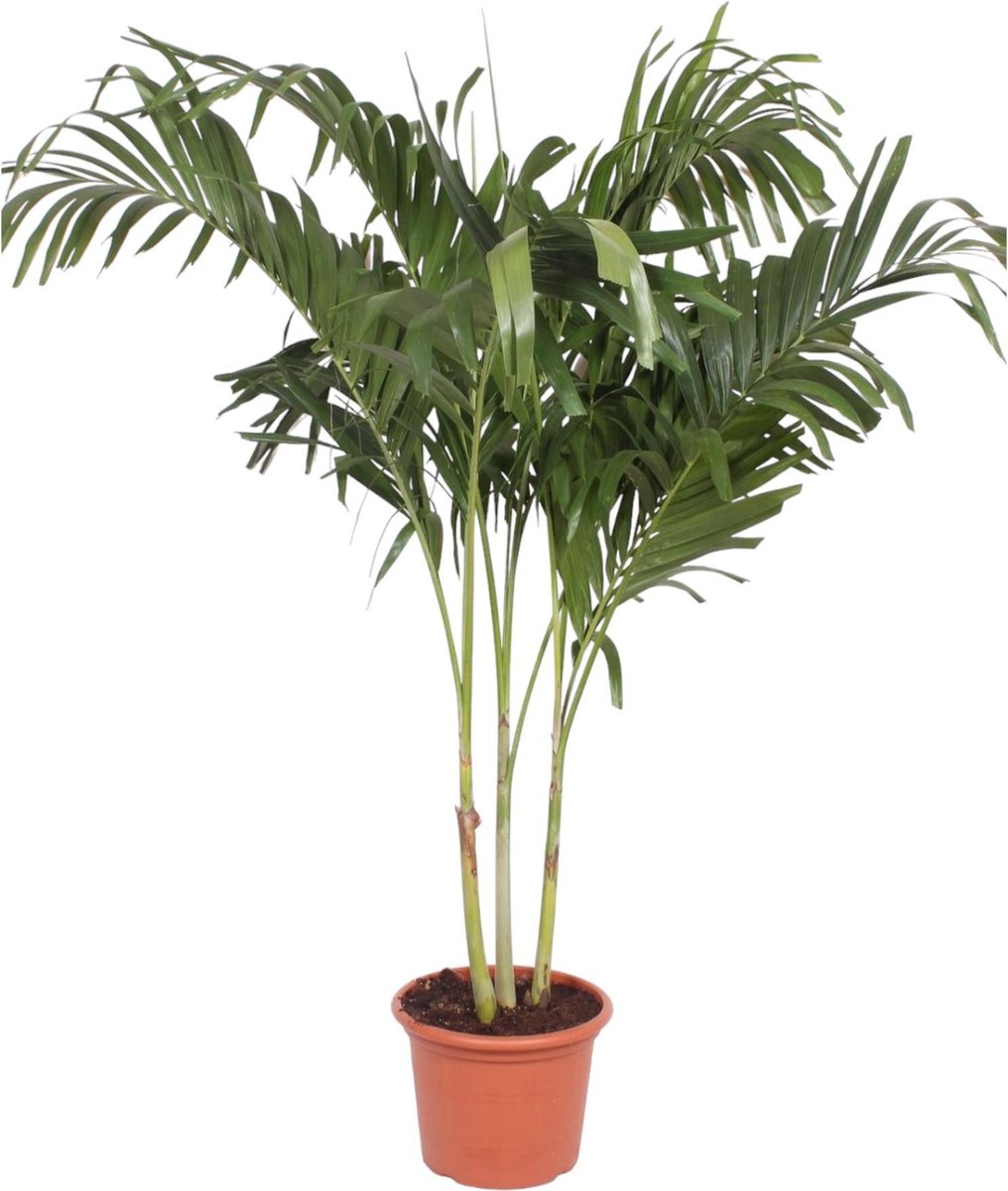 Green Harmony - Veitchia Merrillii multi stam - 220 cm - ø45
