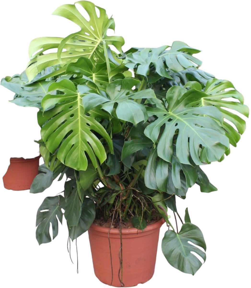 Monstera Deliciosa XXXL - 130 cm - ø55