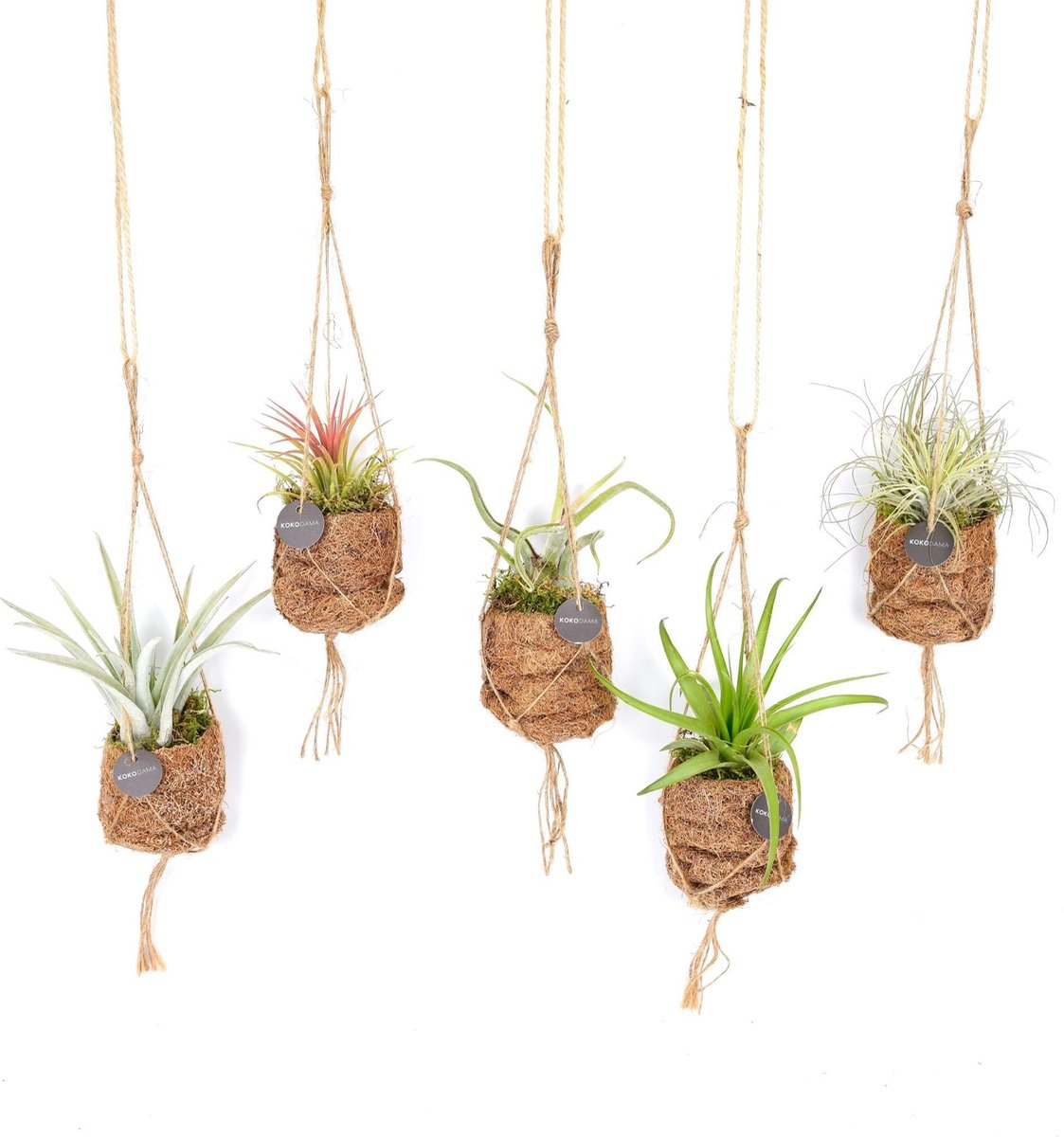 Green Harmony - Kokodama Birdnest Tillandsia Mix - 8 stuks - Ø7cm - 5cm