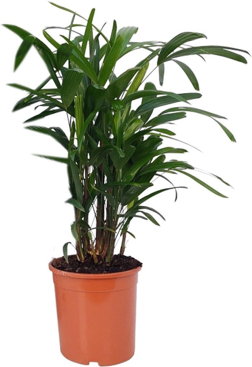 Green Harmony - Rhapis Excelsa - Ø21cm - 80cm