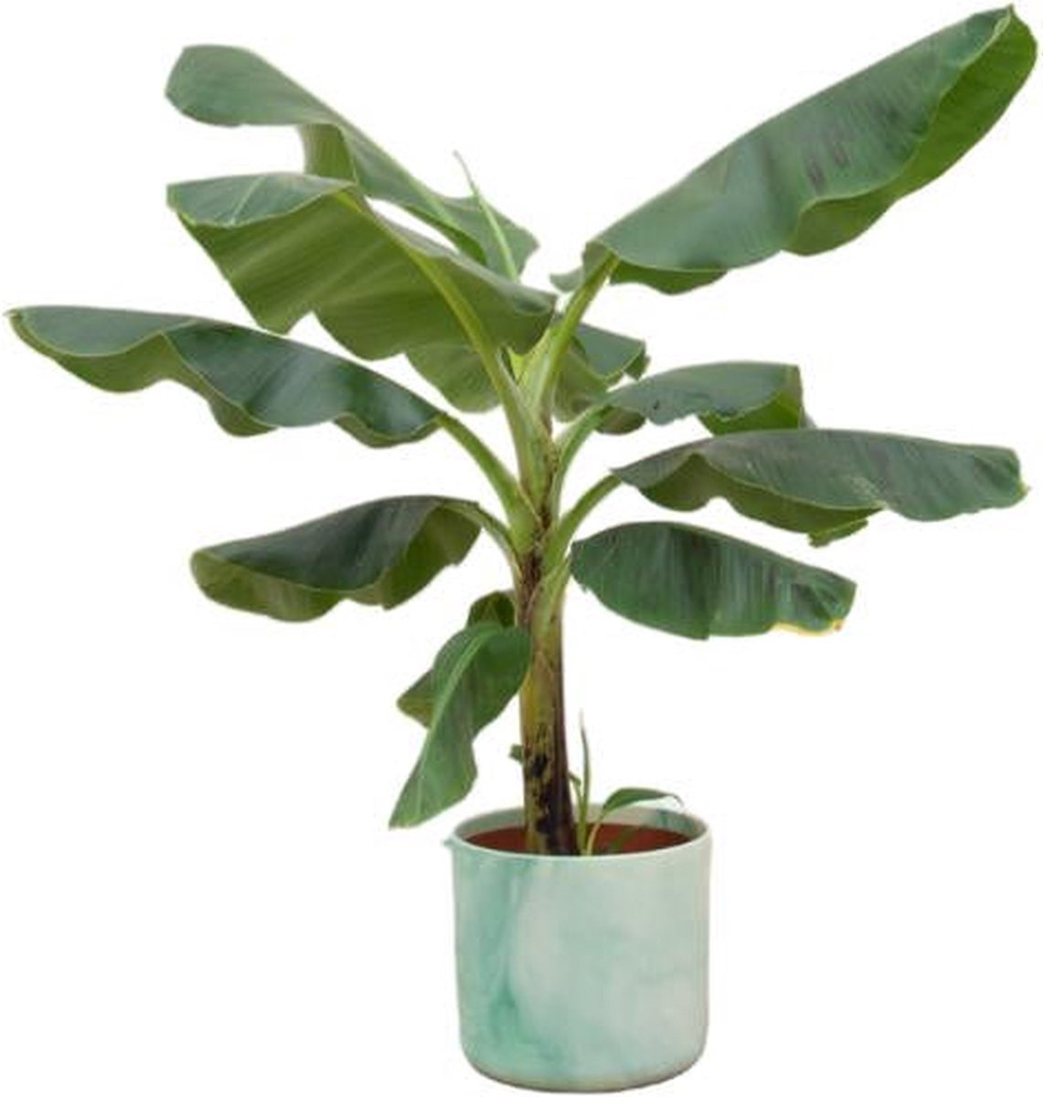 Combi deal - Bananenplant (Musa) inclusief Ocean Round pacifisch groen Ø22 - 100 cm