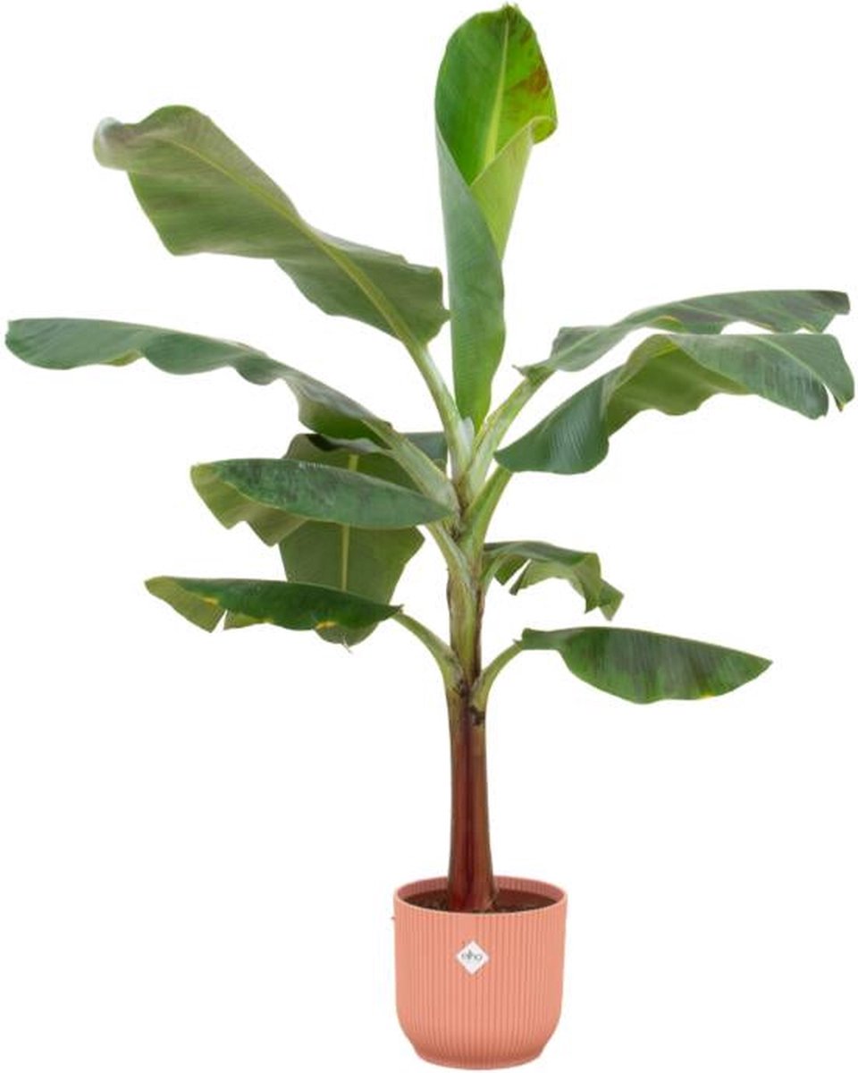 Combi deal - Bananenplant (Musa) inclusief elho Vibes Fold Round roze Ø22 - 120 cm