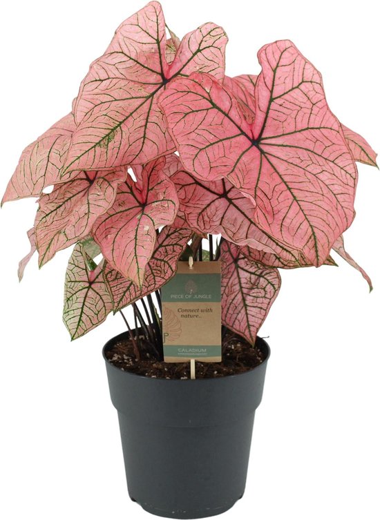 Caladium ‘Spring Fling’
