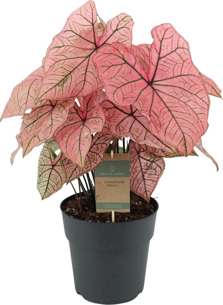 Caladium Spring Fling - 65 cm - Ø21cm