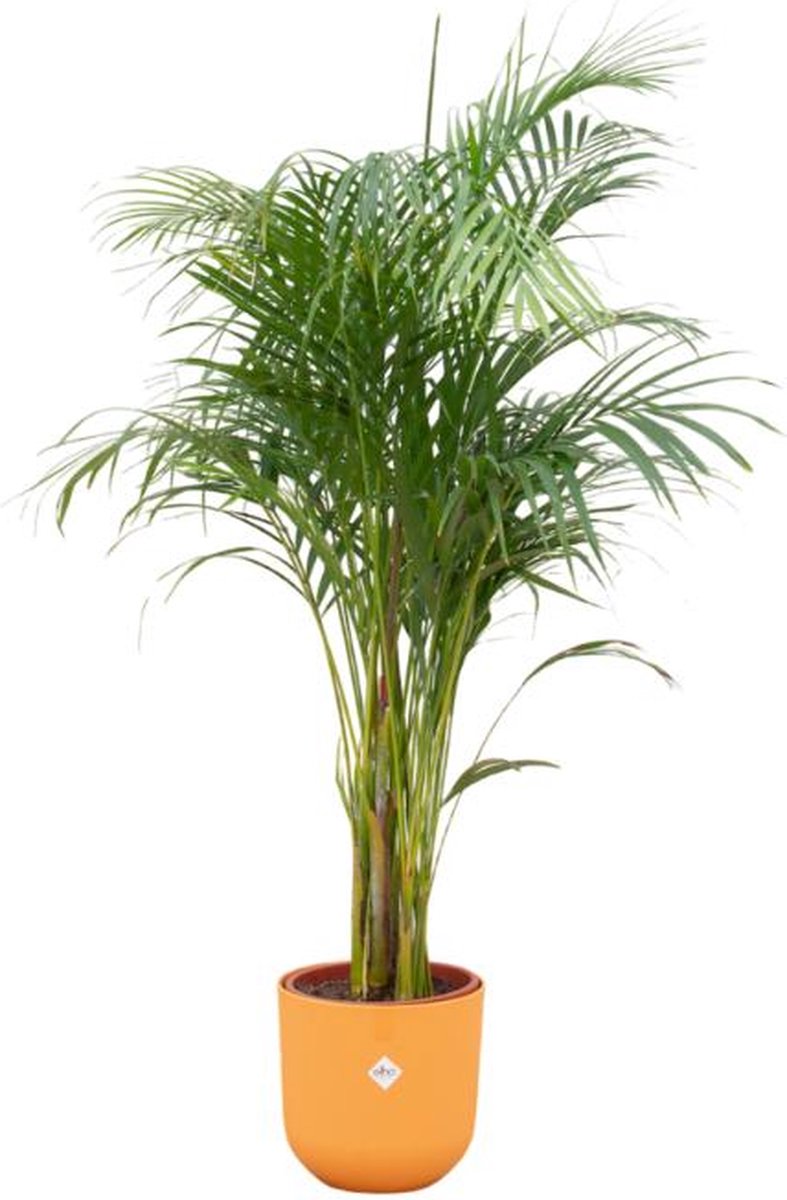 Combi deal - Areca palm inclusief elho Jazz Round geel Ø26 - 140 cm