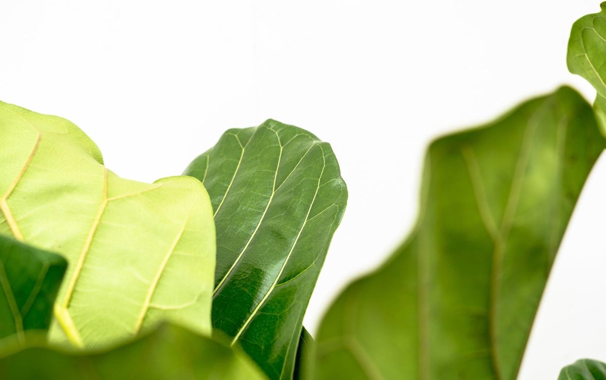 Ficus Lyrata vertakt XL - 200cm - ø32