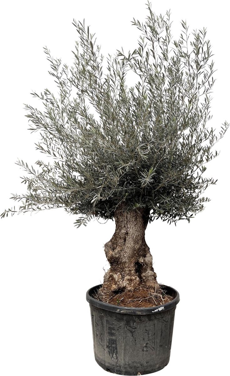 Olea Europaea Bonsai - 225cm- Ø80