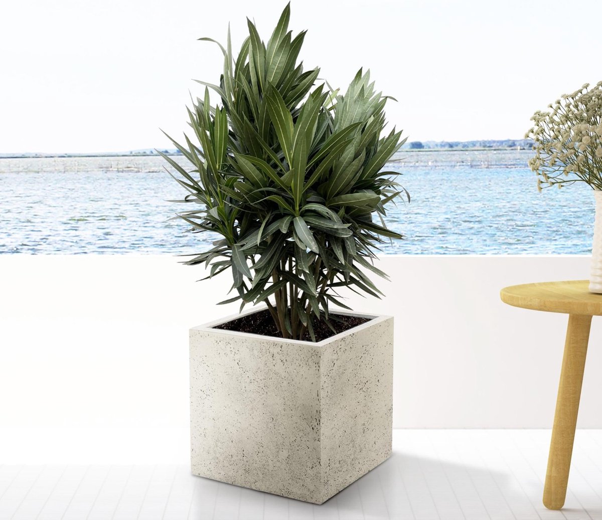 Nerium Oleander struik met rode bloem - 110cm- Ø22