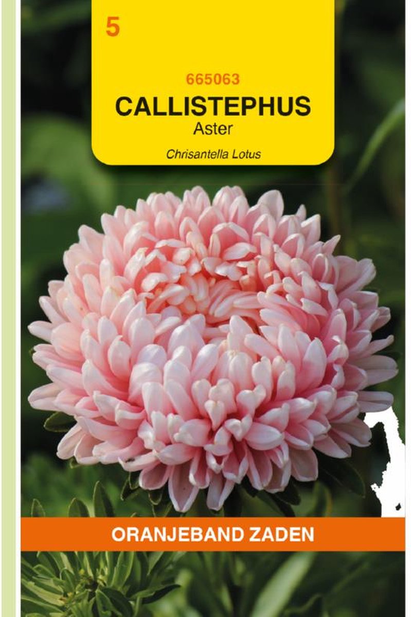 Oranjeband Zaden - Aster Chrisantella Lotus (Callistephus chinensis)