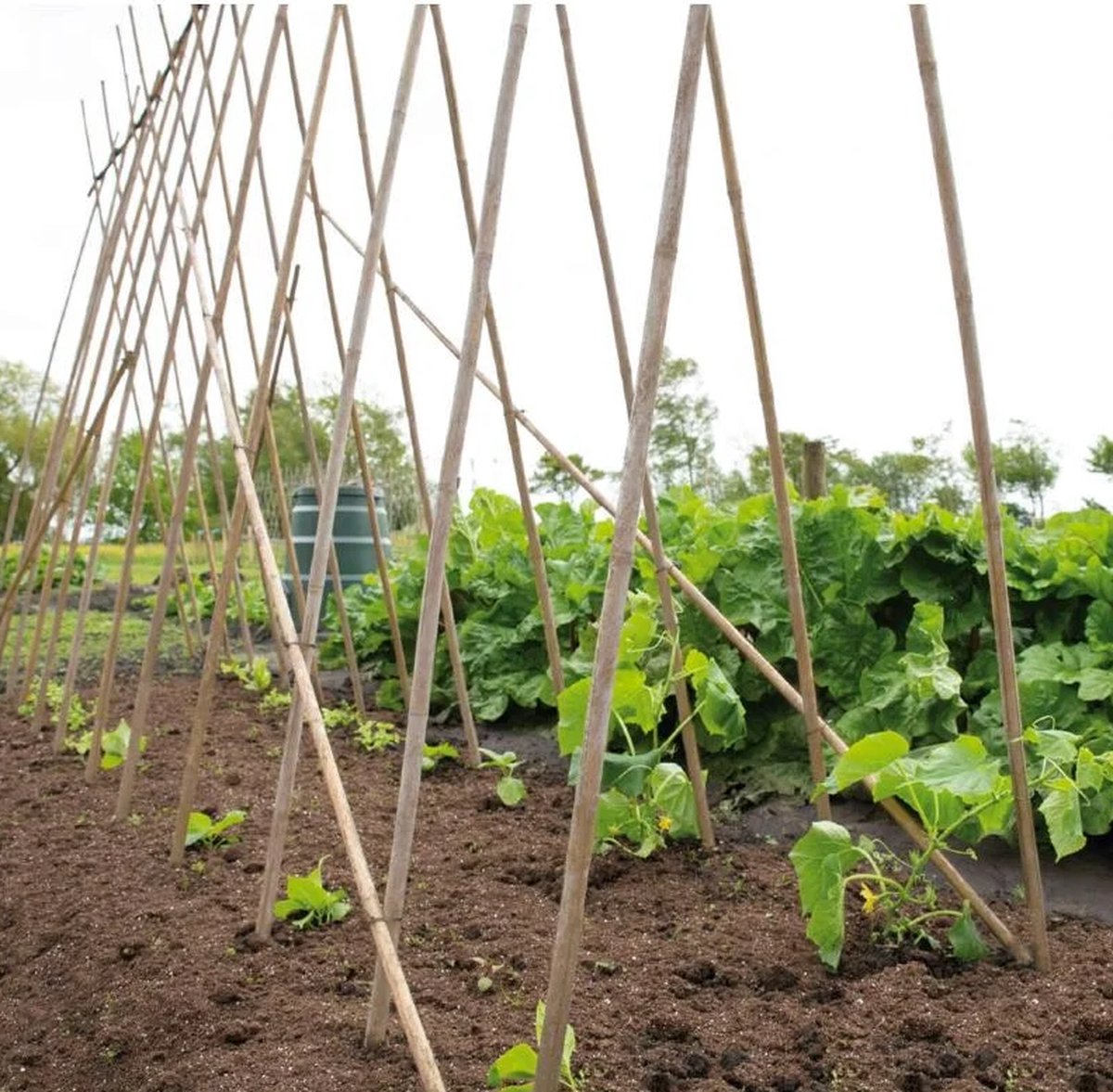 Ferrarium Bamboestokken - 120 cm - Set van 40 - Voor tuin en tomatenplanten