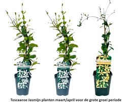 3 x Toscaanse Jasmijn: 3 halen, 2 betalen! - 3 x Sterjasmijn planten gemengd: 2 x Wit + 1 x Geel - Groenblijvend/Wintergroen en Winterhard - Tuinplanten | 3 x 1,5 liter pot | Gele en Witte Bloemen | Hoogte 60-80cm