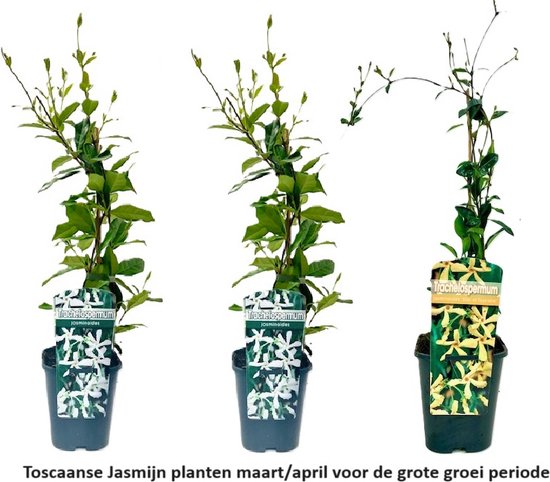 Foto: 3 x toscaanse jasmijn 3 halen 2 betalen 3 x sterjasmijn planten gemengd 2 x wit 1 x geel groenblijvend wintergroen en winterhard tuinplanten 3 x 1 5 liter pot gele en witte bloemen hoogte 60 80cm