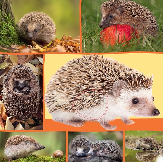 Welk dier hoor ik hier? in de natuur