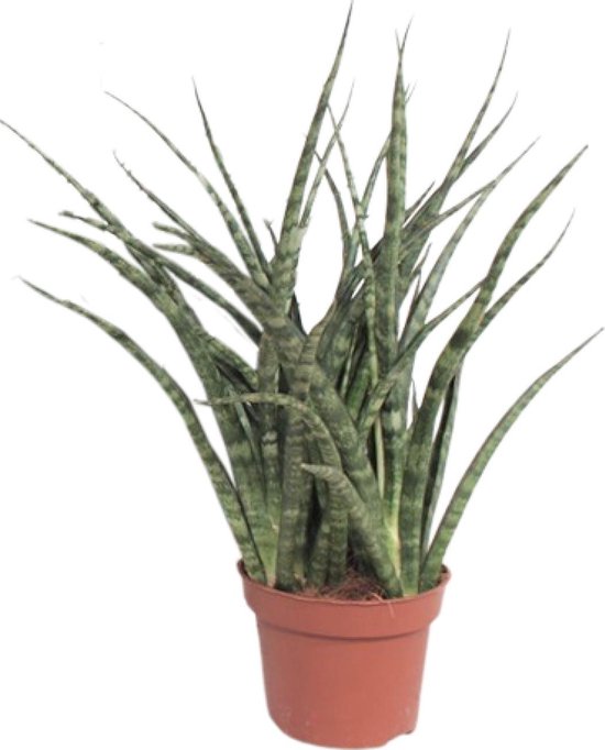 Vrouwentong, De Slangenplant, Zwaardachtig Groenachtig Blad met lichte Vlekken/Strepen, Stervormige Uitstraling, Sansevieria Fernwood Punk Ø12cm - 35cm