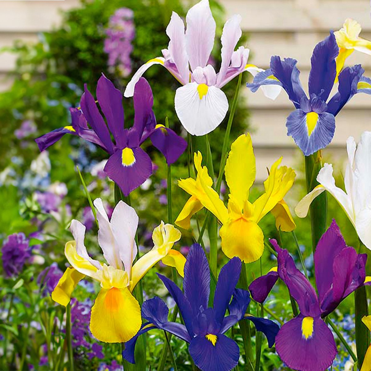 Bloomique - Mix van 50 - Iris Hollandica - Hollandse Iris - Mix van Kleuren - Bloembollen - Voorjaarsbloeiend - Meerjarige Planten - Groeit tot 50-60 cm