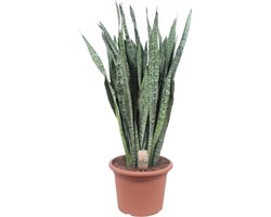 Ceylon Vrouwentong, De Slangenplant, Zwaardachtig Donkergroen Blad met zilverachtige Vlekken/Strepen, Sansevieria Zeylanica Ø35cm - 110cm