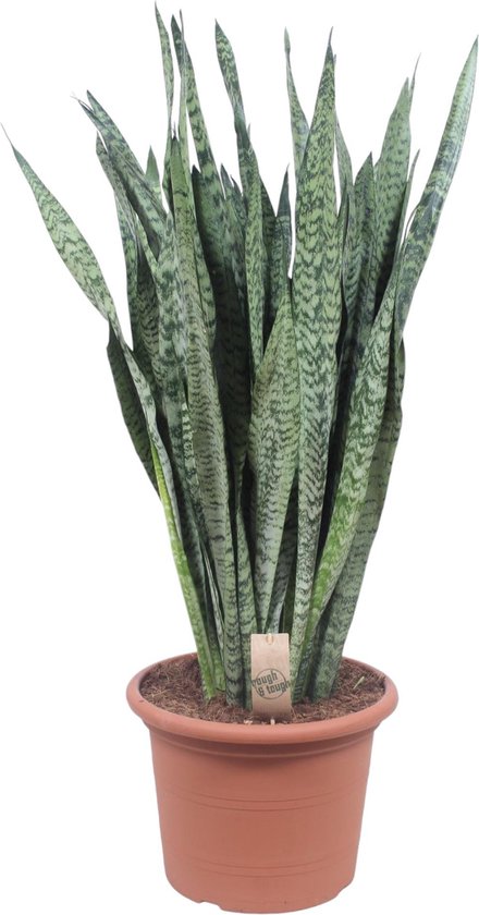 Ceylon Vrouwentong, De Slangenplant, Zwaardachtig Donkergroen Blad met zilverachtige Vlekken/Strepen, Sansevieria Zeylanica Ø35cm - 110cm