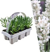 Plants by Frank | 6 witte Lavendelplanten | Vaste planten | Tuinplanten | 6 x Ø7 cm | 15 cm | Lavendelplant winterhard | planten