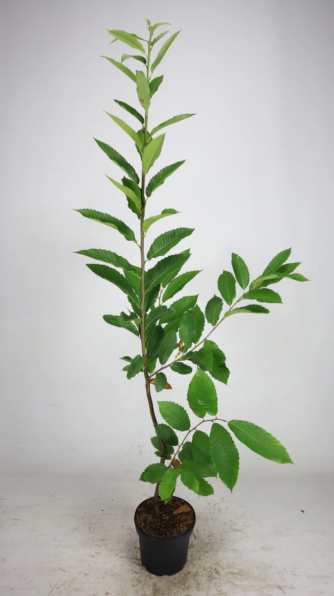 Tamme kastanje 125-150 cm (in pot) - Castanea sativa - Ø23 cm - onderhoudsarm - groei heerlijke eetbare kastanjes - blad zorgt voor een heerlijk herfstgevoel