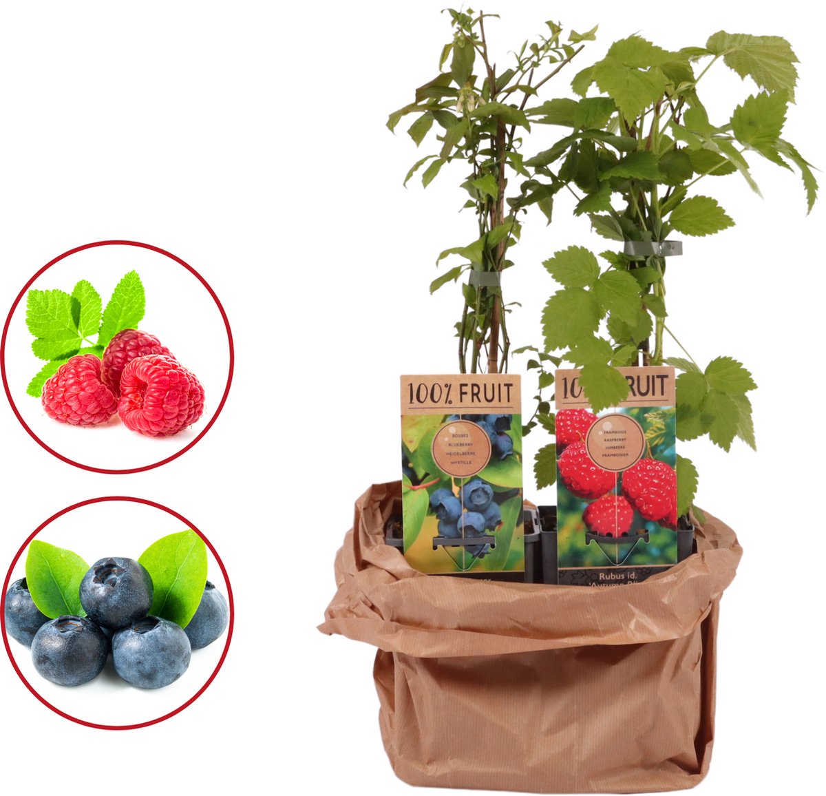 Bosvruchten Smoothie DUO - 1 frambozenplant - 1 blauwe bessenplant - hoogte 45-55 cm - 15 cm pot