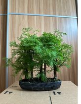 Outdoor Bonsai Metasequoia Forest - Bonsai - Tuinplant - Pot 30cm lang- 15cm breed- Hoogte 40cm – bonsai boompje – 8 jaar - 5 stam - keramiek pot